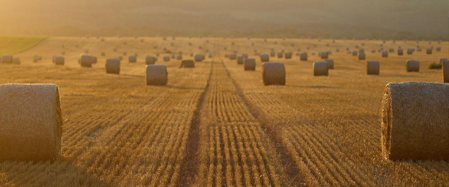 Large round hay bales scattered across a harvested field at sunset, with tractor tire tracks running through the center.